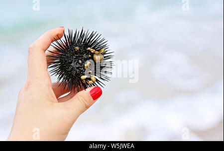 Donna mano che tiene un nero dei ricci di mare sulla spiaggia - sullo sfondo del mare Foto Stock