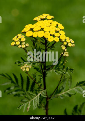 Rainfarn, Rainfarnbluete, Tancy, Tanecetum vulgare Foto Stock