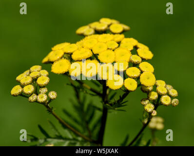 Rainfarn, Rainfarnbluete, Tancy, Tanecetum vulgare Foto Stock