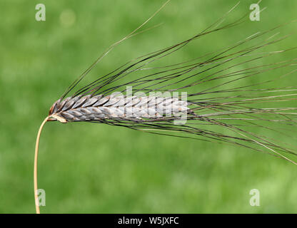 Schwarzer Emmer, Triticum, dicoccon, Weizenart Foto Stock