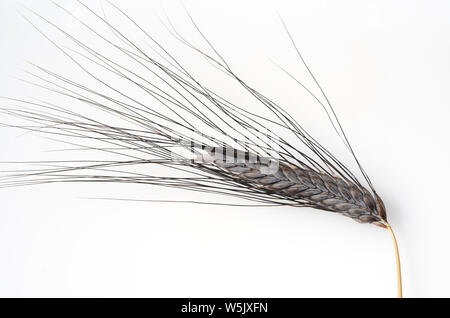 Schwarzer Emmer, Triticum, dicoccon, Weizenart Foto Stock