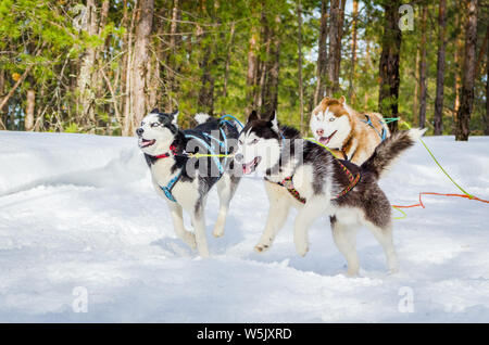 Tre Siberian Husky slitte trainate da cani nel cavo correndo nella foresta. Razza Husky Sled Dog Race Competition. Via d'inverno. Foto Stock
