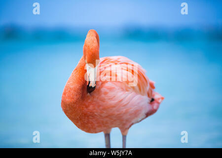 Flamingo sulla spiaggia privata Renaissance Aruba isola privata, ABC-isole Foto Stock