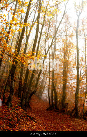 Misteriosa foresta di autunno nella nebbia. Caduta foglie. Sentiero forestale. Foto Stock