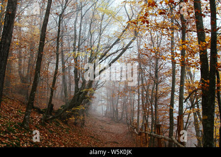 Bosco autunnale è avvolta nella nebbia. Misteriosa foresta di autunno nella nebbia. Caduta foglie. Sentiero forestale. Foto Stock