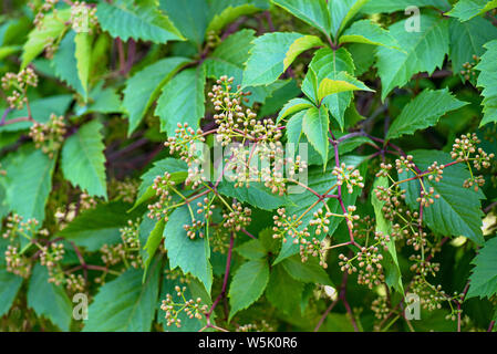 Il verde delle foglie di uva selvatica con fiori. L'estate. Sfondo di foglie verdi.le foglie di colore verde uva selvatica con grandi gocce di pioggia nella luce, clo Foto Stock