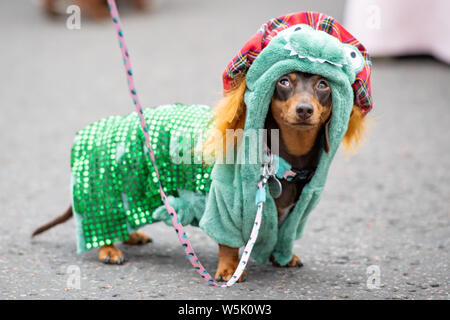 Bassotti in costumi fantasiosi durante una Giornata di Divertimento per Bassotti a Musselburgh, East Lothian, Scozia, Regno Unito Foto Stock