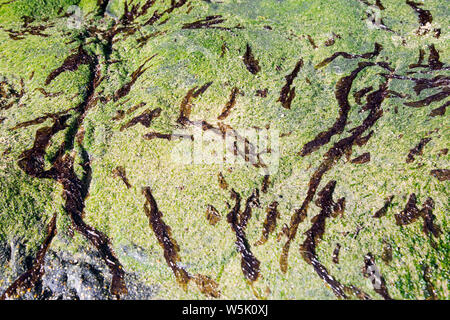 Alga verde su verde Alghe coperto rock Foto Stock