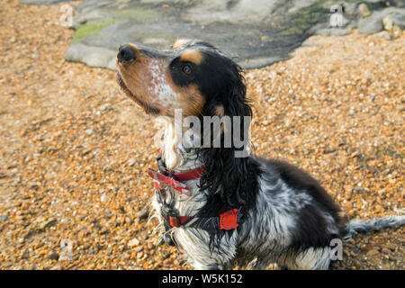 Bertie, la mia bella tricolore cocker spaniel Foto Stock