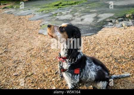 Bertie, la mia bella tricolore cocker spaniel Foto Stock