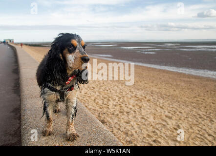 Bertie, la mia bella tricolore cocker spaniel Foto Stock