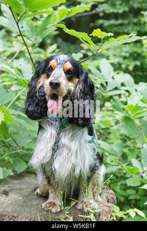 Bertie, la mia bella tricolore cocker spaniel Foto Stock