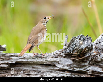 Tordo eremita, Catharus guttatus, Songbird, cantando su log, tempo primaverile, Nova Scotia, Canada Foto Stock