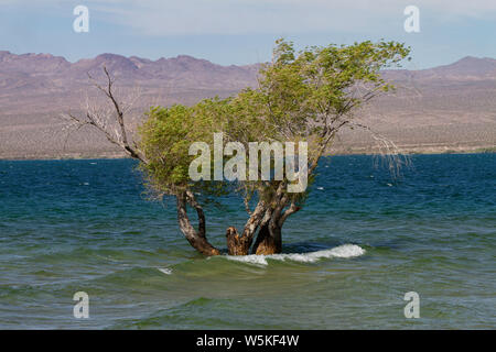 Struttura sommersa sul bordo del lago Mohave in Lake Mead National Recreation Area. Foto Stock