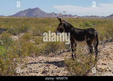 Fortemente segnato Wild Burro guarda attraverso il paesaggio al lago Mohave. Foto Stock