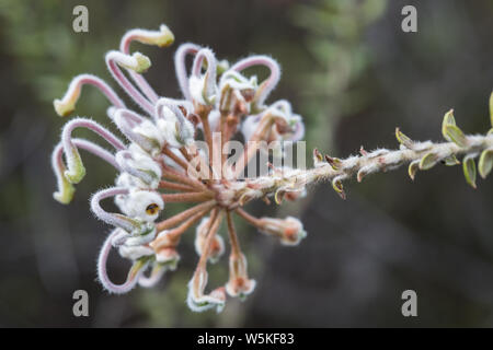 Gray Spider Flower Grevillea buxifolia Australia Foto Stock