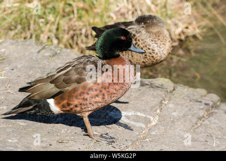 Chestnut Teal coppia Anas castanea Australia orientale Foto Stock