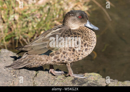 Castagno femmina Teal anatra Anas castanea Australia orientale Foto Stock