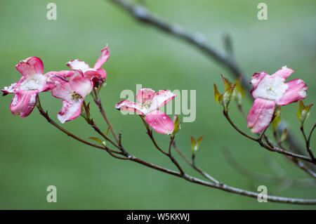 Primo piano di una rosa fioritura sanguinello. Il nome scientifico è Cornus florida nella famiglia Cornaceae Foto Stock