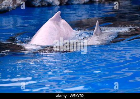 Delfino Cinese Bianco giocare ed eseguire durante un evento di sensibilizzazione di tutela delle specie in via di estinzione al Chimelong oceano unito in Zhuha Foto Stock