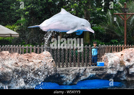 Un Cinese white dolphin interpreta ed esegue durante un evento di sensibilizzazione di tutela delle specie in via di estinzione al Chimelong oceano unito in Zh Foto Stock