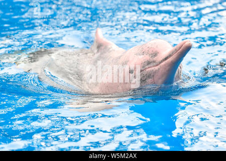 Un Cinese white dolphin interpreta ed esegue durante un evento di sensibilizzazione di tutela delle specie in via di estinzione al Chimelong oceano unito in Zh Foto Stock