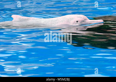 Un Cinese white dolphin interpreta ed esegue durante un evento di sensibilizzazione di tutela delle specie in via di estinzione al Chimelong oceano unito in Zh Foto Stock