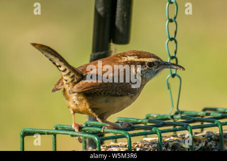 Carolina wren (Thryothorus ludovicianus) arroccato su un uccello alimentatore. Foto Stock