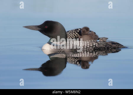 Loon comune (Gavia immer), Adulto con pulcino equitazione Foto Stock