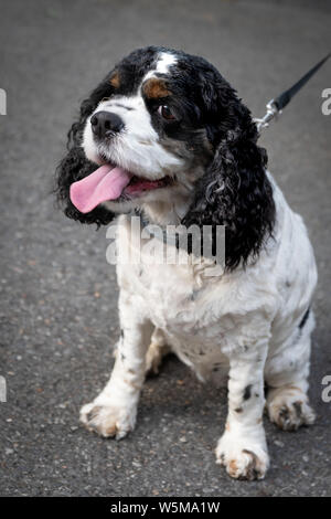 Ritratto di un cane americano Cocker Spaniel felice in bianco e nero al guinzaglio Foto Stock