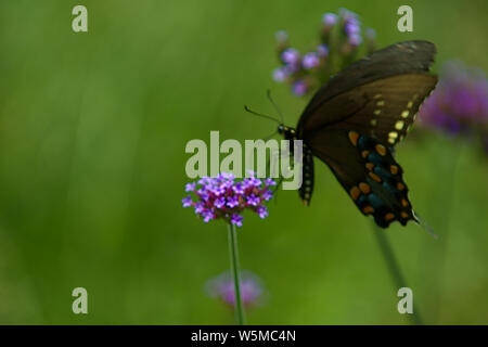Black Tiger Morph a coda di rondine su fiore viola isolato Foto Stock