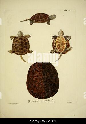 D. Johann David Schöpfs königl. Preuss. hofraths ... Naturgeschichte der Schildkröten (Tab. XXVI) Foto Stock