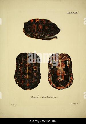 D. Johann David Schöpfs königl. Preuss. hofraths ... Naturgeschichte der Schildkröten (Tab. XXXI) Foto Stock