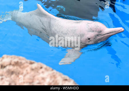 Un Cinese white dolphin interpreta ed esegue durante un evento di sensibilizzazione di tutela delle specie in via di estinzione al Chimelong oceano unito in Zh Foto Stock