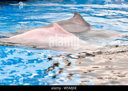 Delfino Cinese Bianco giocare ed eseguire durante un evento di sensibilizzazione di tutela delle specie in via di estinzione al Chimelong oceano unito in Zhuha Foto Stock