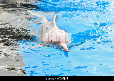 Un Cinese white dolphin interpreta ed esegue durante un evento di sensibilizzazione di tutela delle specie in via di estinzione al Chimelong oceano unito in Zh Foto Stock