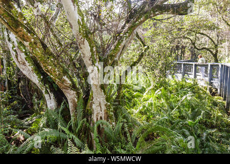 Fort ft. Lauderdale Florida,Coral Springs,Tall Cypress Natural Area,Swamp Fern,strangler fico alberi,specie native,pianta,ambiente,ecologia,ecozy Foto Stock