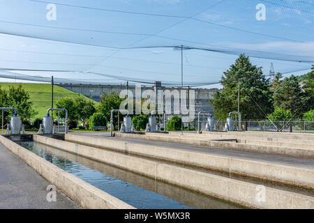 Wolf Creek National Fish Hatchery in Kentucky Foto Stock