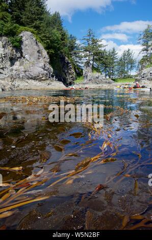 Kelp gigante con flussi di marea sulla superficie dell'Oceano Pacifico, Thomas Island e alcuni kayakers in vicino a distanza. Ampio angolo di ripresa verticale. Foto Stock