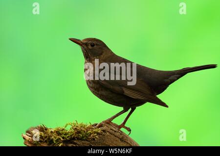 Merlo (Turdus merula), femmina sul ceppo di albero, Nord Reno-Westfalia, Germania Foto Stock