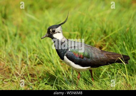 Pavoncella (Vanellus vanellus) sorge in un prato, Dummer natura park, Bassa Sassonia, Germania Foto Stock