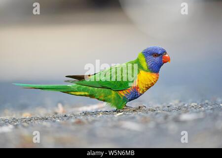 Close-up di un rainbow lorikeet (Trichoglossus moluccanus) Fauna selvatica in Australia Foto Stock