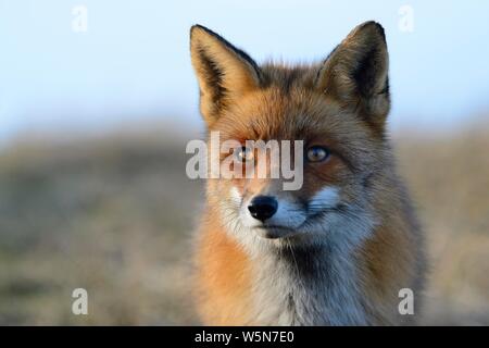 Red Fox (Vulpes vulpes vulpes), alert, animale ritratto, Waterleidingduinen, North Holland, Paesi Bassi Foto Stock