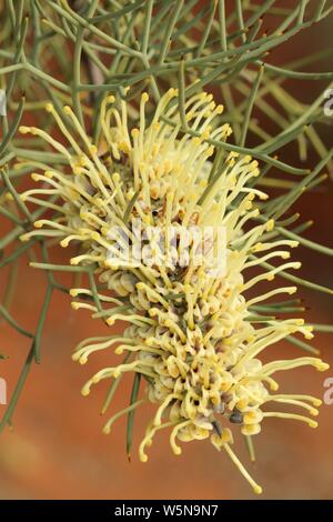 Fiorisce in mezzo alle spine Needlewood Hakea Fiori Foto Stock