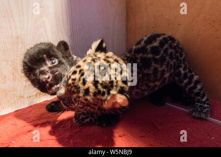 La neonata coppia di piccione leopardi giocare con ogni altro a Hangzhou il Parco Safari di Hangzhou, a est della Cina di Provincia dello Zhejiang, 21 aprile 2019. Foto Stock