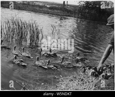 Gruppo di anatre nuotare lontano dalla riva al rilascio Foto Stock