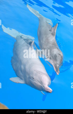 Delfino Cinese Bianco giocare ed eseguire durante un evento di sensibilizzazione di tutela delle specie in via di estinzione al Chimelong oceano unito in Zhuha Foto Stock