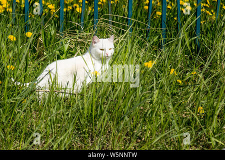 Gatto Bianco con un naso rosa nell'erba verde con fiori di colore giallo Foto Stock