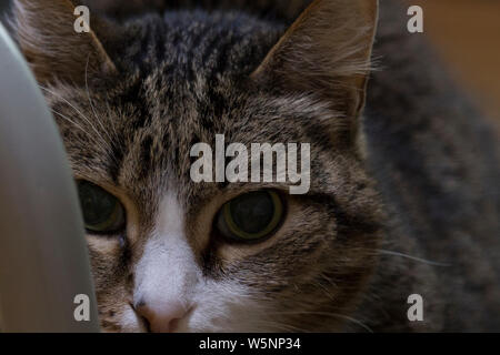 Ritratto di un tabby cat con un volto bianco close up Foto Stock