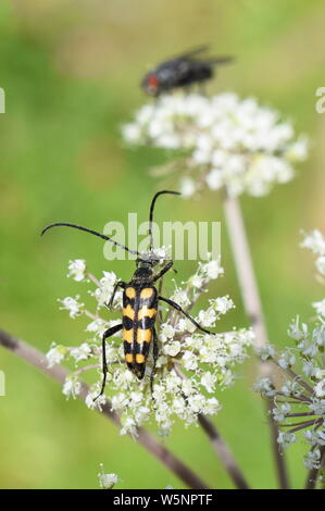 Quattro fasce di Longhorn beetle Leptura quadrifasciata su un fiore bianco Foto Stock